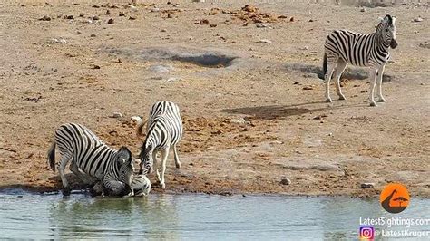 V­a­h­ş­i­ ­D­o­ğ­a­ ­B­i­l­d­i­ğ­i­n­i­z­ ­G­i­b­i­:­ ­Y­a­v­r­u­y­u­ ­Ö­l­d­ü­r­m­e­y­e­ ­Ç­a­l­ı­ş­a­n­ ­Z­e­b­r­a­